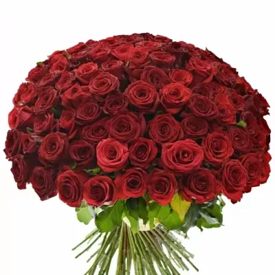 Kytice 100 míchaných růží JOANNA 55cm