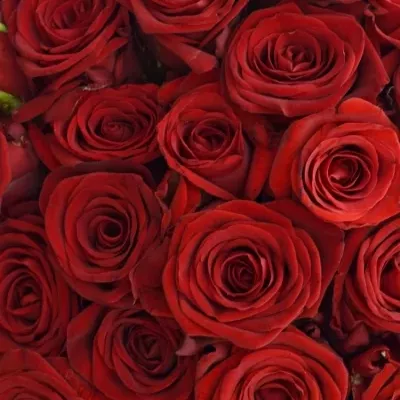 Kytice 100 míchaných růží JOANNA 55cm