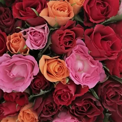 Kytice 100 míchaných růží KATRIEL 40cm