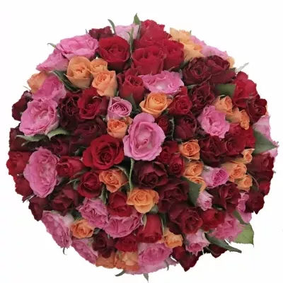 100 míchaných vícebarevných růží KATRIEL 50 cm v kytici