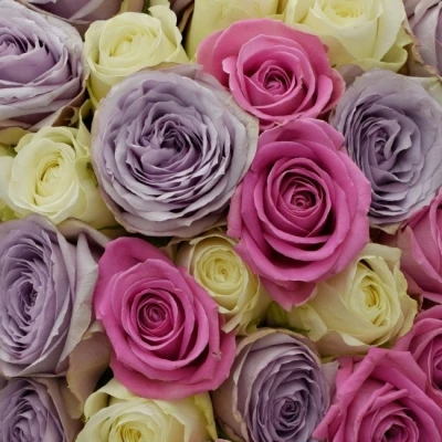 Kytice 100 míchaných růží LIGHT LORRIESS