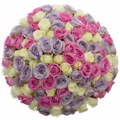 100 míchaných vícebarevných růží LIGHT LORRIESS 50 cm v kytici