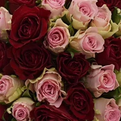 Kytice 100 míchaných růží MADAM BISOU 50cm