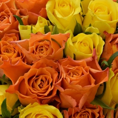 Kytice 100 míchaných růží MARYWALK 50cm