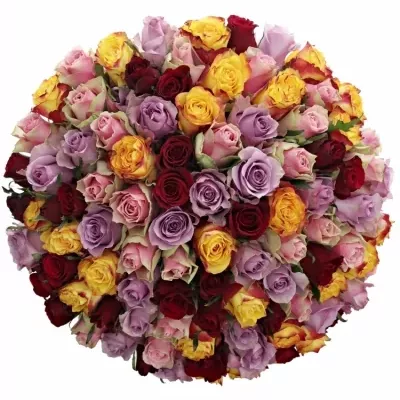 100 míchaných vícebarevných růží MIRIAM 60 cm v kytici
