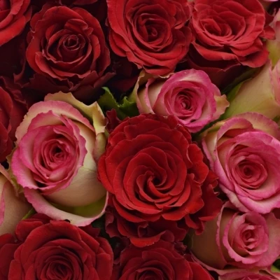 Kytice 100 míchaných růží ODETTE 50cm