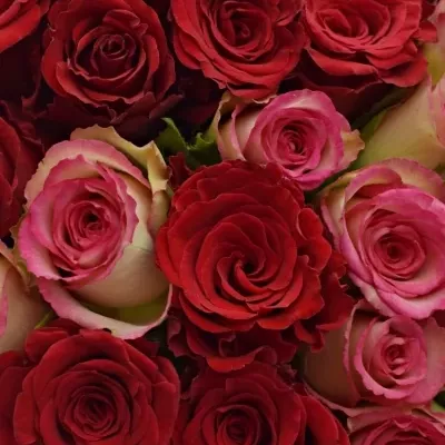 Kytice 100 míchaných růží ODETTE 50cm