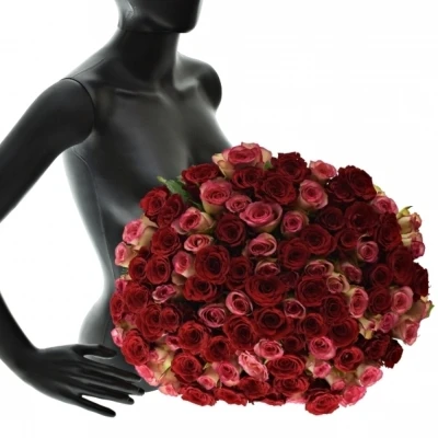 Kytice 100 míchaných růží ODETTE 50cm