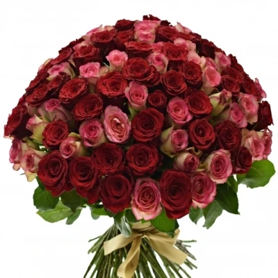 Kytice 100 míchaných růží ODETTE 50cm