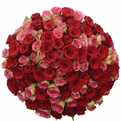 100 míchaných vícebarevných růží ODETTE 55 cm v kytici