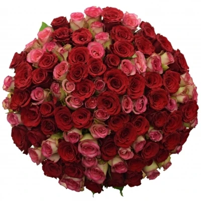 Kytice 100 míchaných růží ODETTE 50cm