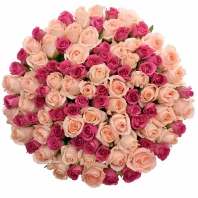 Míchaná kytice 100 vícebarevných růží PINACHE 60 cm