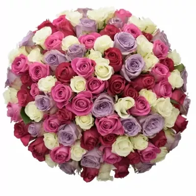 Míchaná kytice 100 vícebarevných růží PURPLE NAOMI 50 cm
