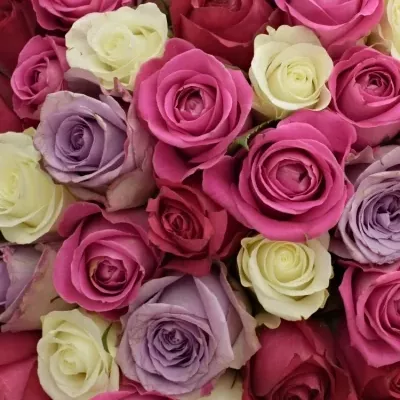Kytica 100 miešaných ruží PURPLE NAOMI