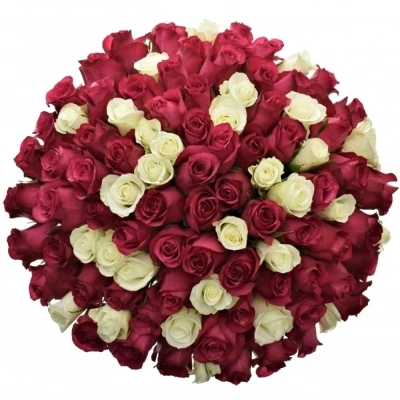 Míchaná kytice 100 vícebarevných růží PURPLE RAIN 50 cm