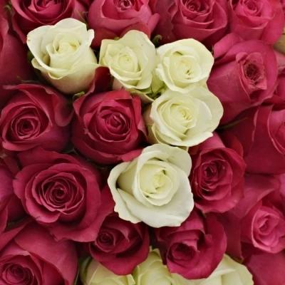 Kytice 100 míchaných růží PURPLE RAIN 50cm