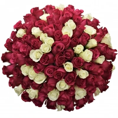 Kytice 100 míchaných růží PURPLE RAIN 50cm