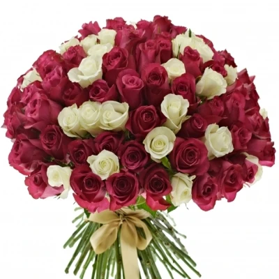 Kytice 100 míchaných růží PURPLE RAIN 50cm