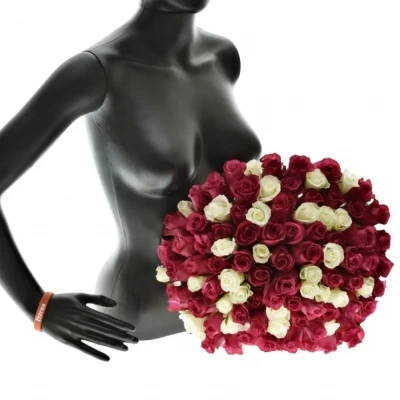 Kytice 100 míchaných růží PURPLE RAIN 50cm