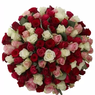 Míchaná kytice 100 vícebarevných růží RADWAN 60 cm