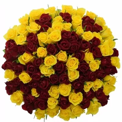 Míchaná kytice 100 vícebarevných růží RED DELTA 50 cm