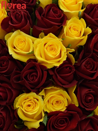 Kytice 100 míchaných růží RED DELTA 40cm