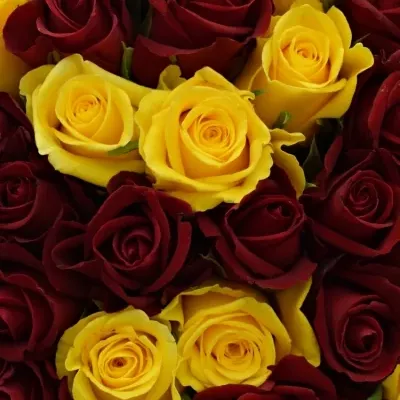 Kytice 100 míchaných růží RED DELTA 40cm