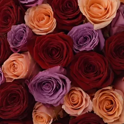 Kytice 100 míchaných růží RED LADY ORLEA 50cm