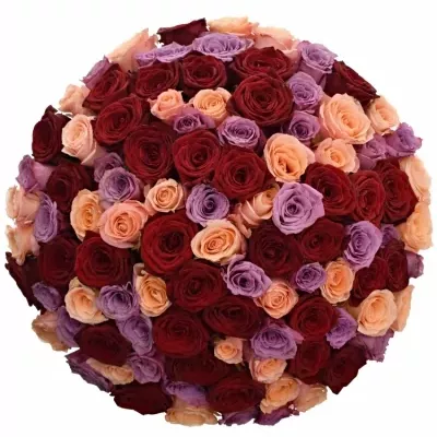 Kytice 100 míchaných růží RED LADY ORLEA 55cm