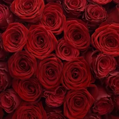 Kytice 100 míchaných růží REDOS 90cm