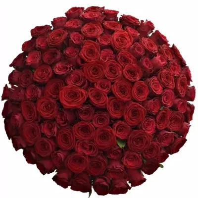Kytice 100 míchaných růží REDOS 70cm