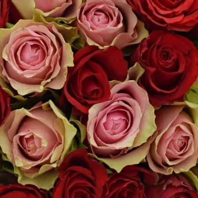 Kytica 100 miešaných ruží ROSEBELLINE 50cm