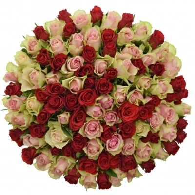 Kytice 100 míchaných růží ROSEBELLINE 50cm