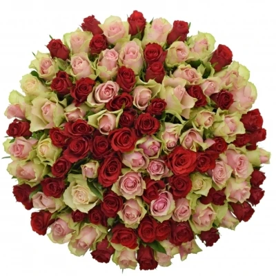 Kytice 100 míchaných růží ROSEBELLINE 50cm