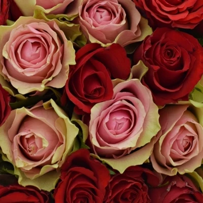 Kytice 100 míchaných růží ROSEBELLINE 50cm