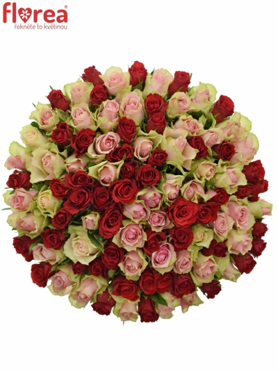 Kytice 100 míchaných růží ROSEBELLINE 50cm