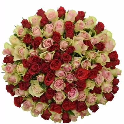 Kytica 100 miešaných ruží ROSEBELLINE 40cm