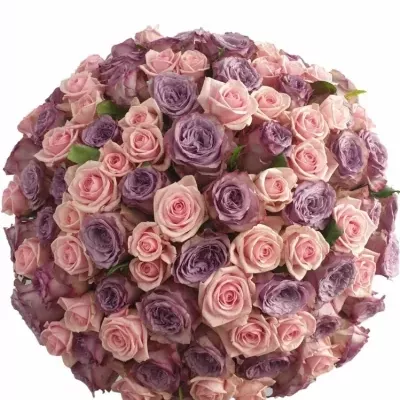 100 míchaných vícebarevných růží SAMUELA 50 cm v kytici