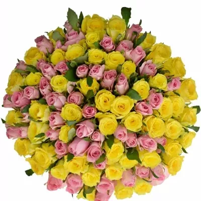 Kytice 100 míchaných růží SHANLEY 50cm