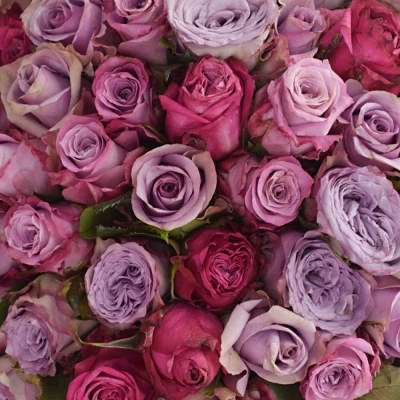 Kytice 100 míchaných růží SIDONIA 