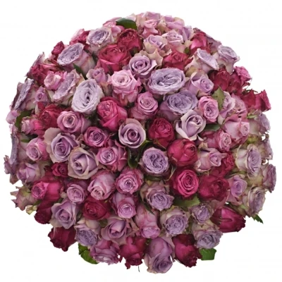 Kytice 100 míchaných růží SIDONIA 50cm