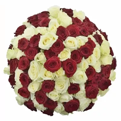 100 míchaných vícebarevných růží THINA 50 cm v kytici