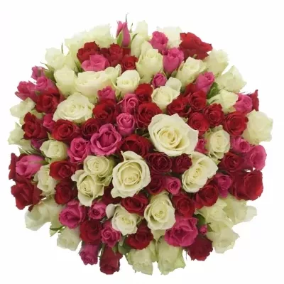 100 míchaných vícebarevných růží WHITE GRACIANA 40 cm v kytici