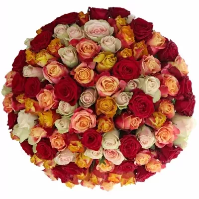 Kytice 100 míchaých růží PITTHEUS 70cm