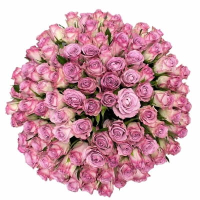 100 jednodruhových fialových růží THRILLER 70 cm v kytici