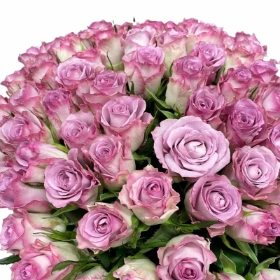 Kytice 100 modrofialových růží THRILLER