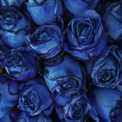 Kytice 100 modrých růží BLUE QUEEN OF AFRICA 50cm 