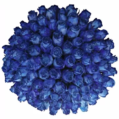 Kytice 100 modrých růží BLUE QUEEN OF AFRICA 60cm 