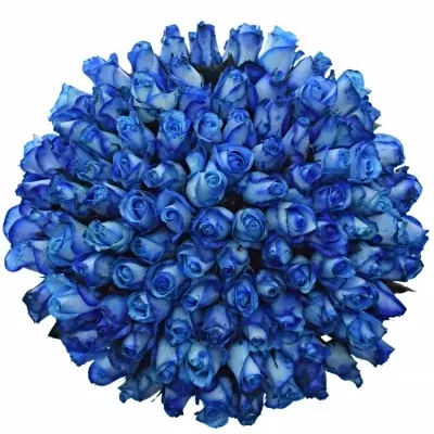 Kytice 100 modrých růží BLUE SNOWSTORM+ 40cm
