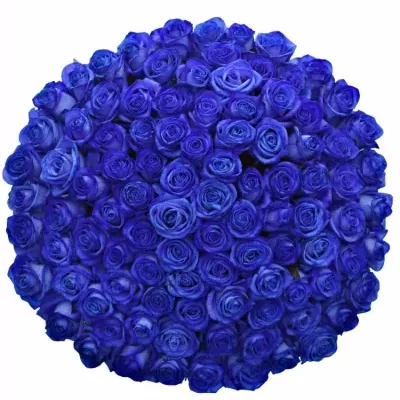 100 jednodruhových modrých růží BLUE VENDELA 60 cm v kytici